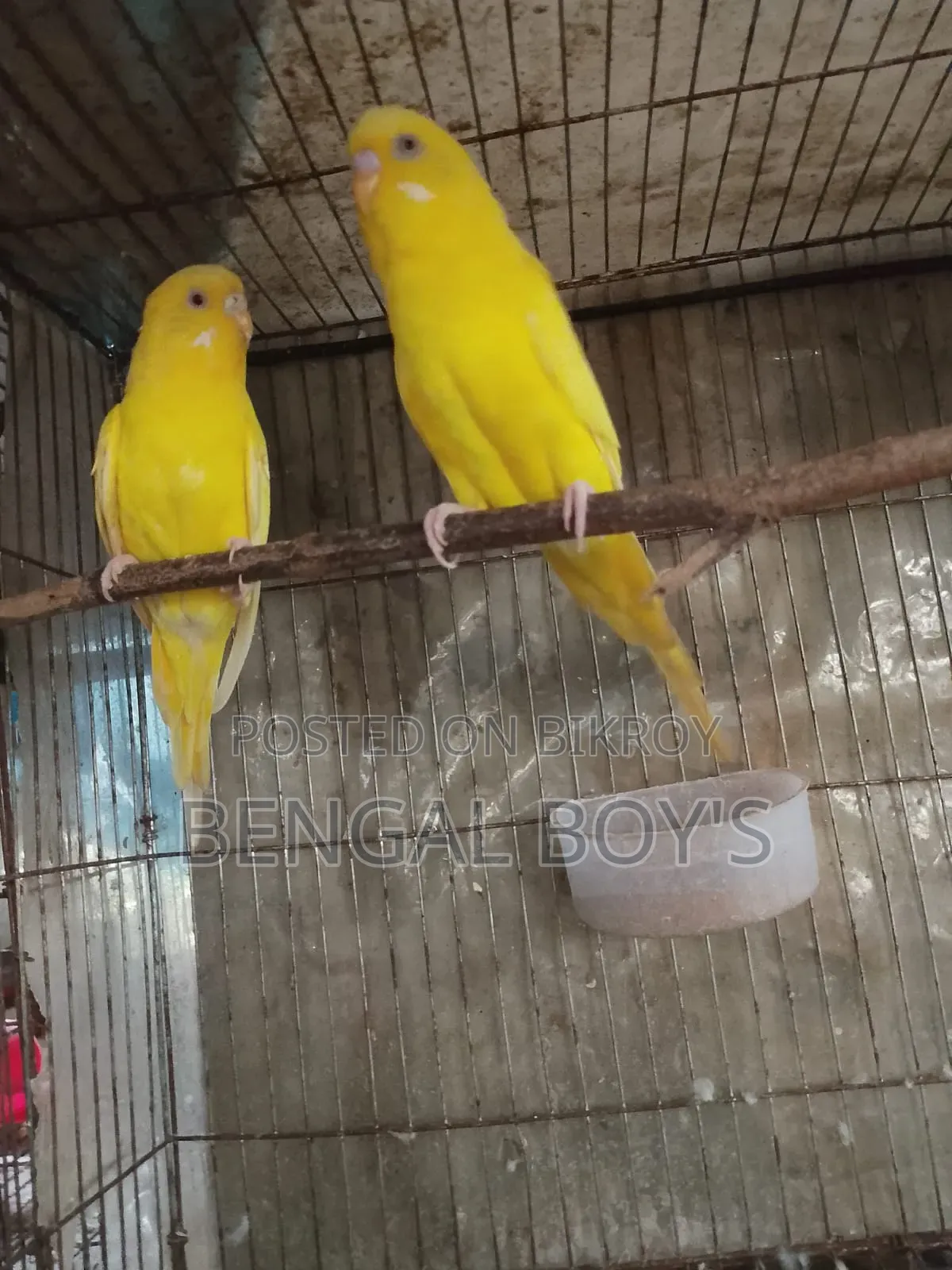 Budgerigar Birds