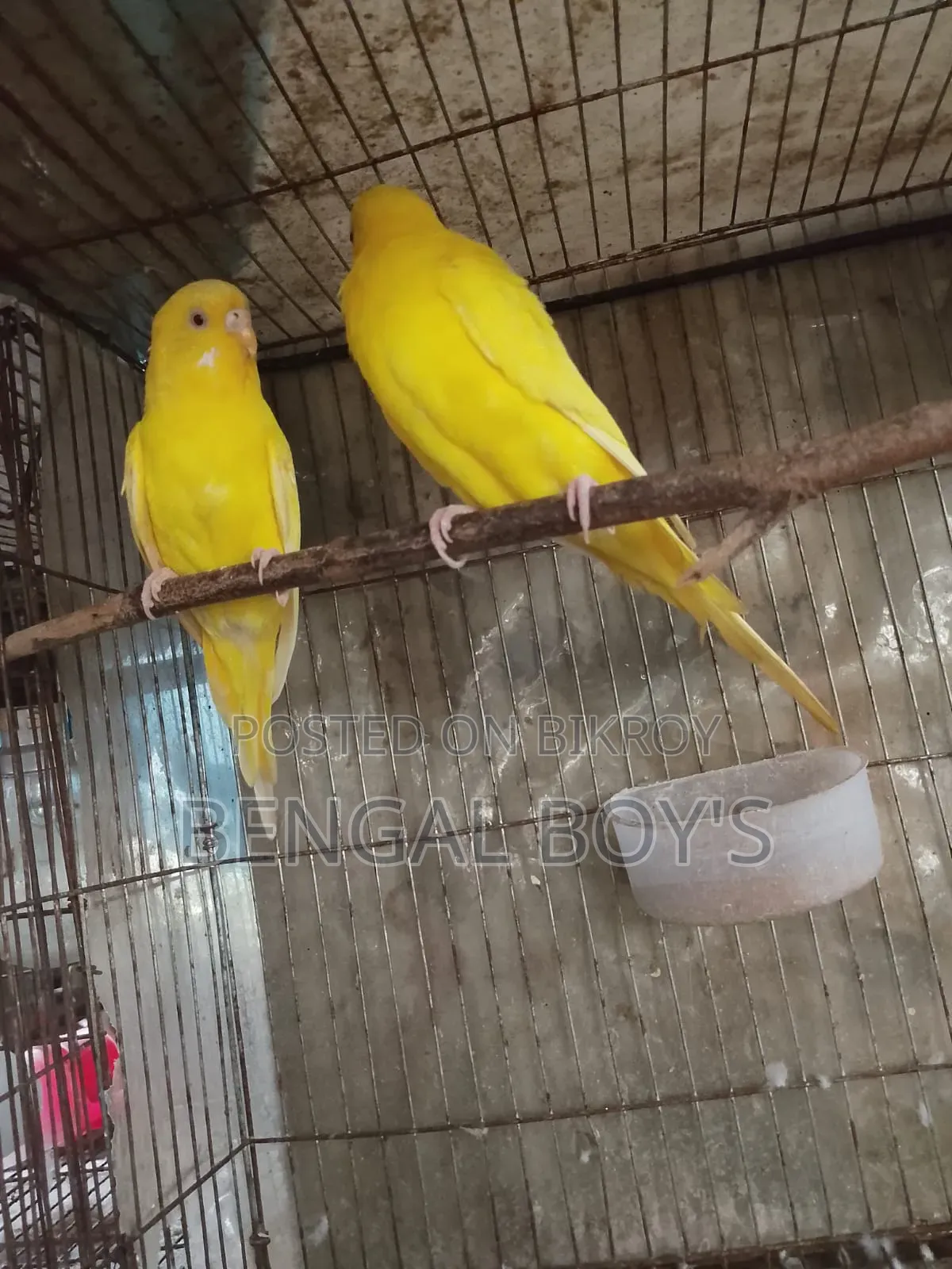 Budgerigar Birds