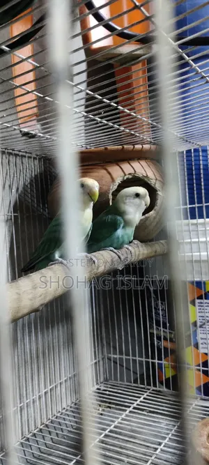 ডিম সহ লাভবার্ড পাখি