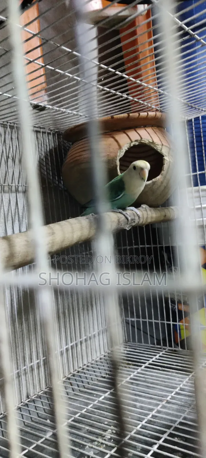 ডিম সহ লাভবার্ড পাখি