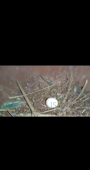 ডিম সহ লাভবার্ড পাখি