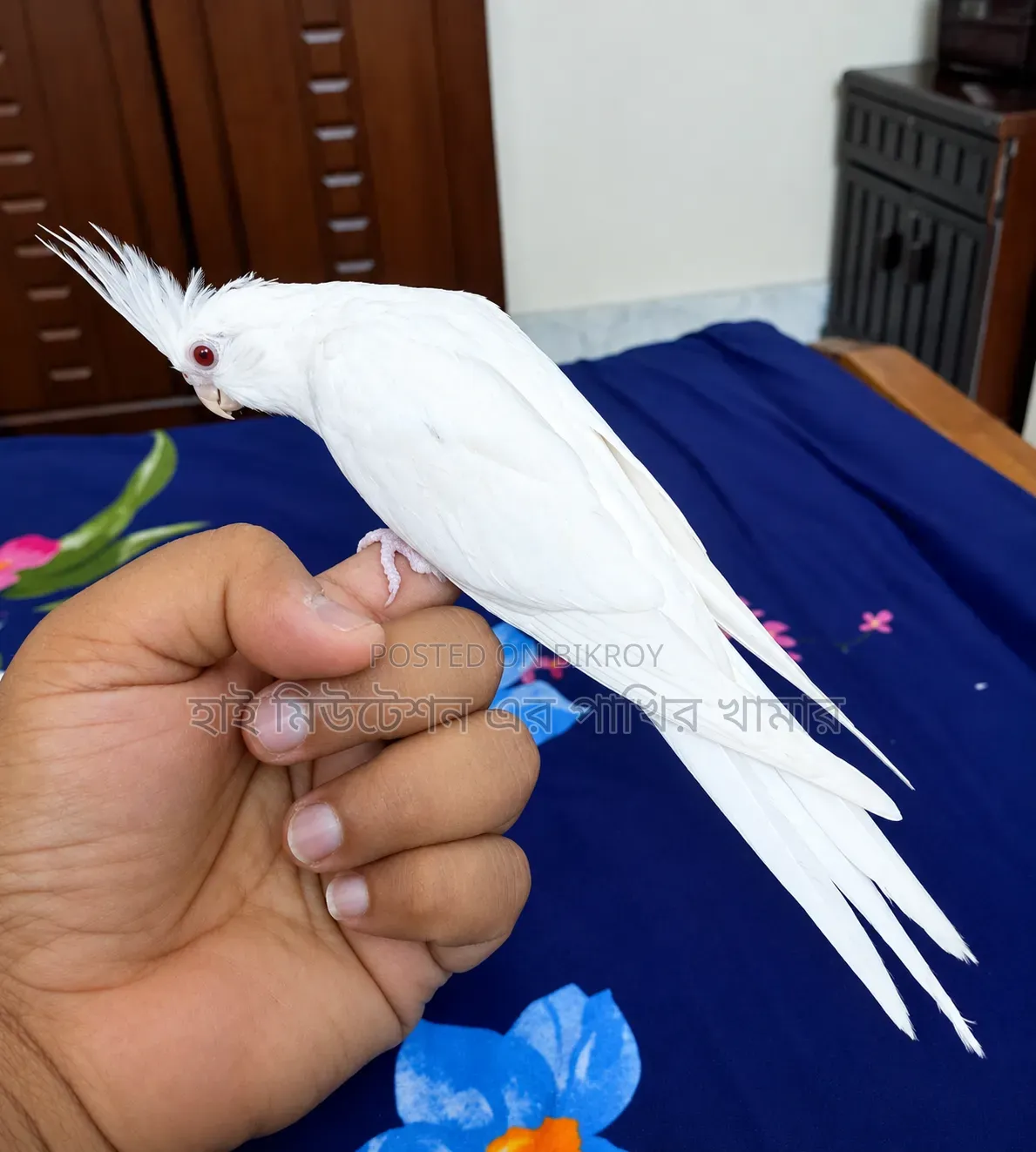 ককাটেল এলবিনো টেম পাখি