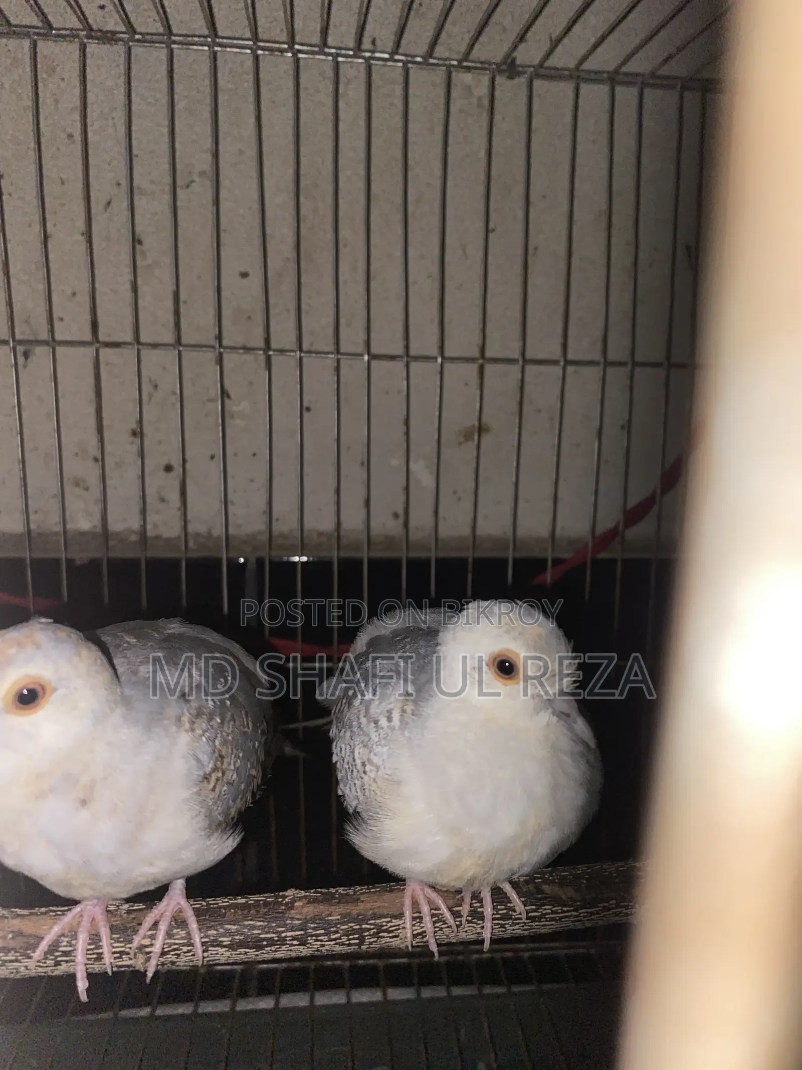 Resell Post Diamond Dove