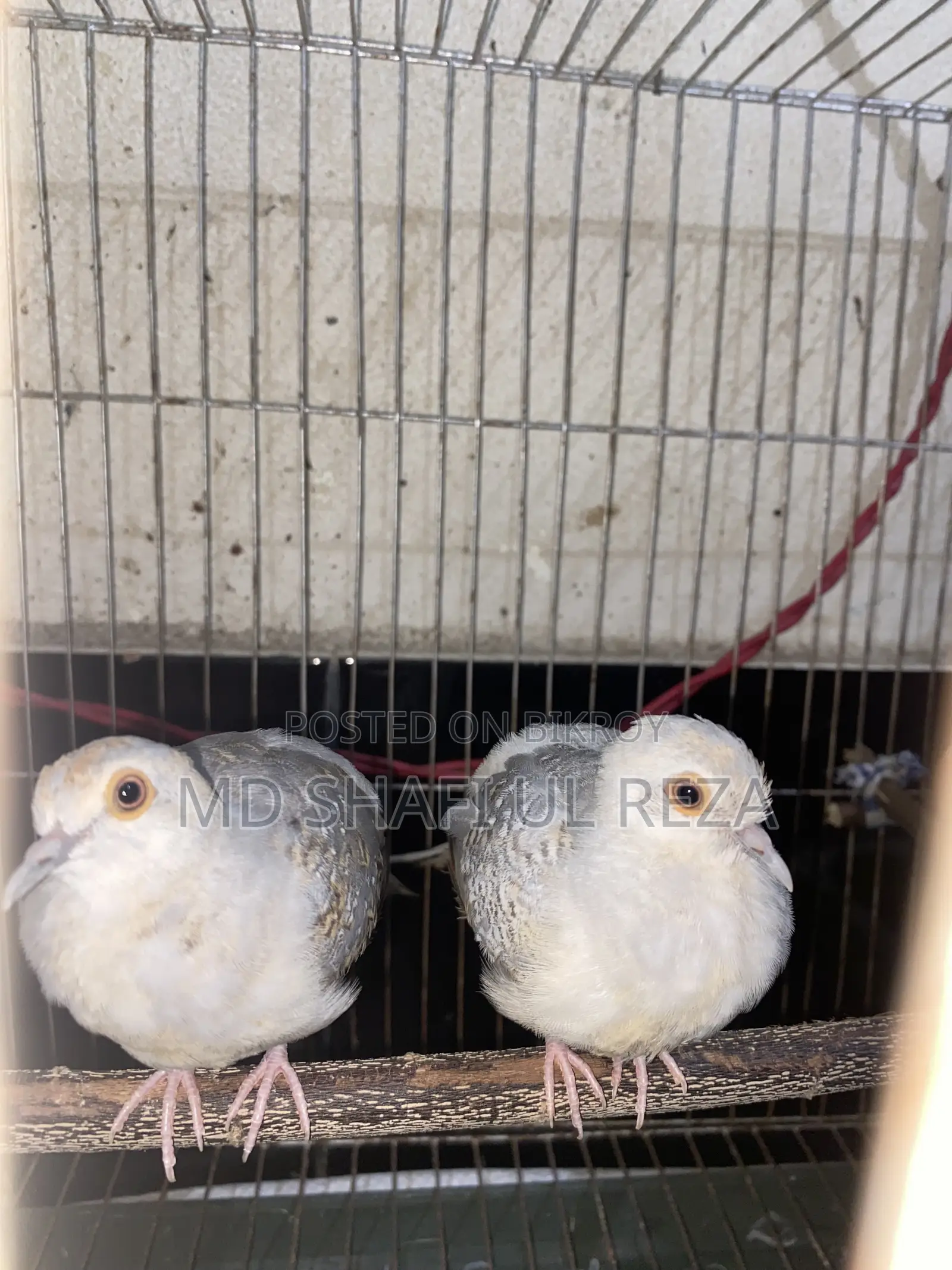 Resell Post Diamond Dove