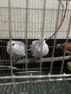 Resell Post Diamond Dove