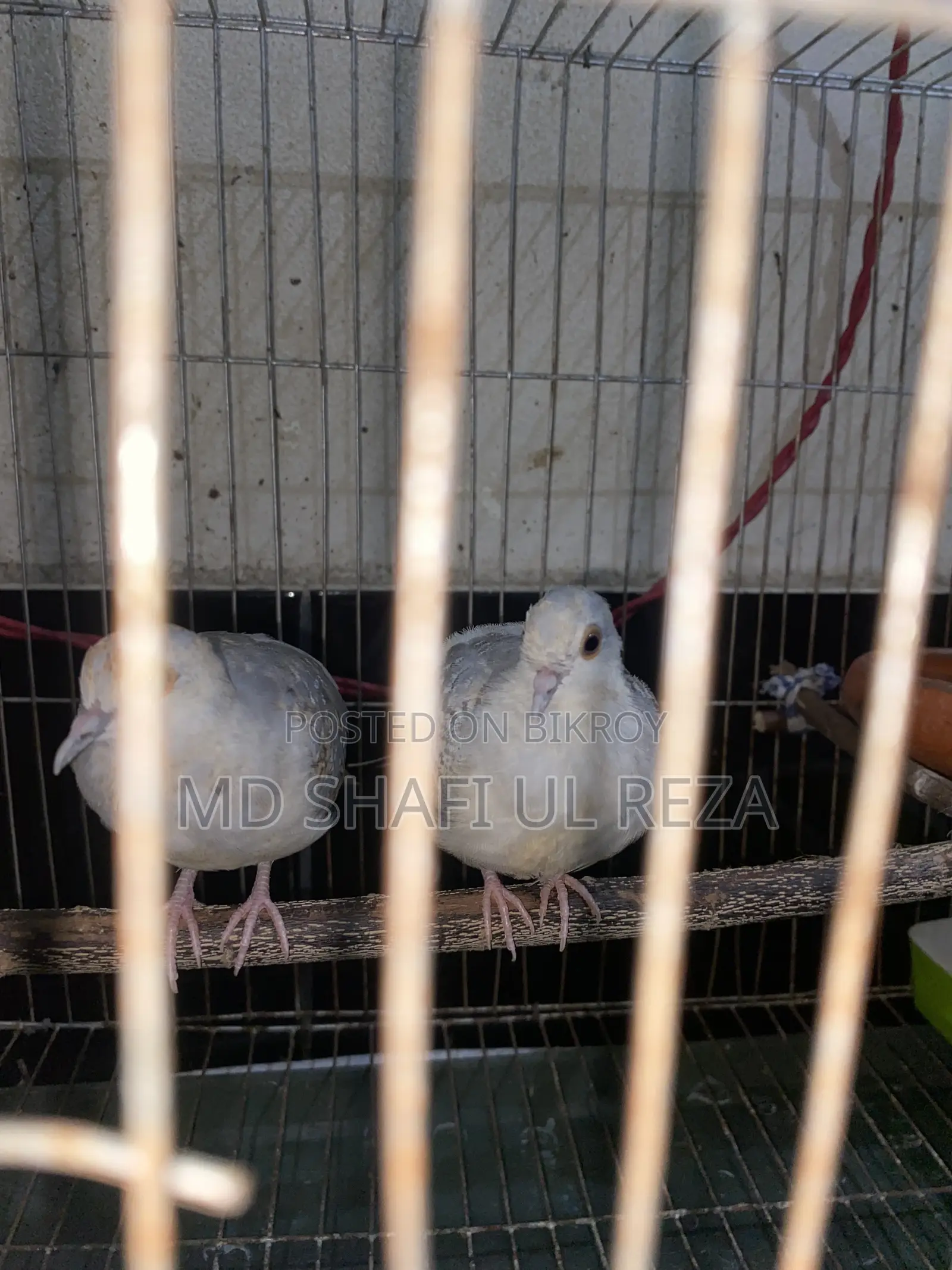 Resell Post Diamond Dove