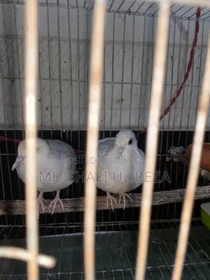 Resell Post Diamond Dove