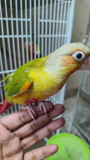 Pineapple Conure