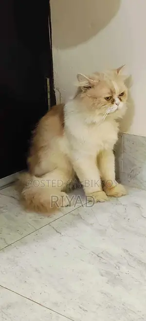৩-৬ মাসের মেইল পিওরব্রেড পার্সিয়ান