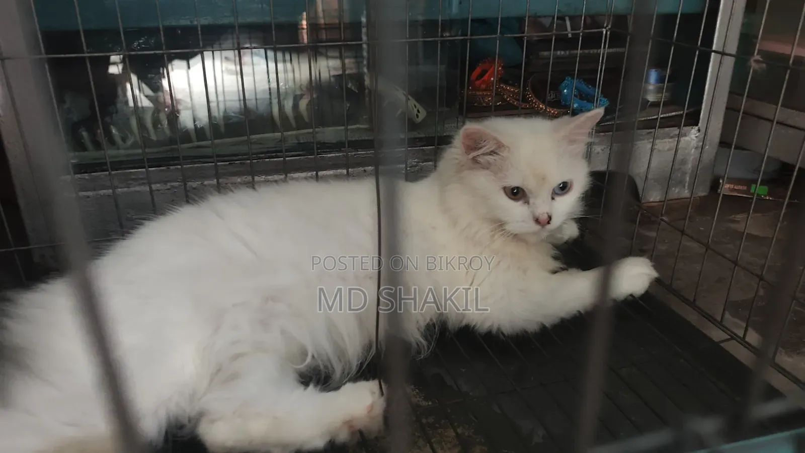 1+ Year Cute Female Mixed Breed Balinese Cat