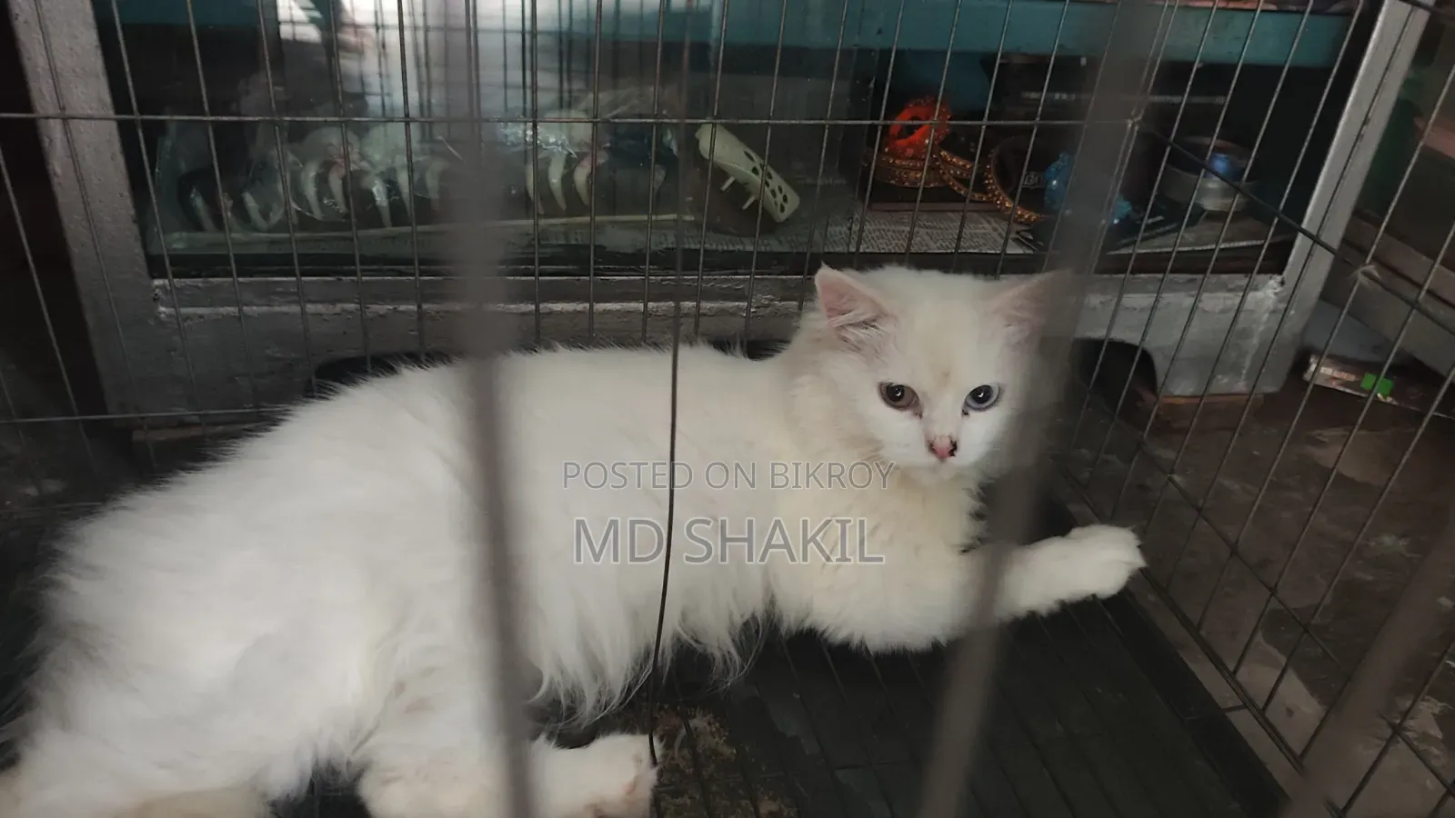 1+ Year Cute Female Mixed Breed Balinese Cat
