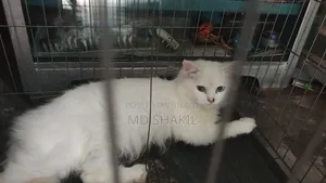 1+ Year Cute Female Mixed Breed Balinese Cat