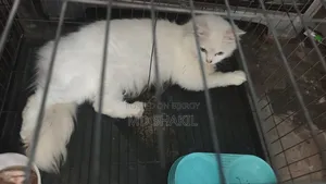 1+ Year Cute Female Mixed Breed Balinese Cat