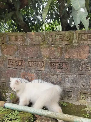 ৬-১২ মাসের মেল পিওরব্রেড পার্সিয়ান
