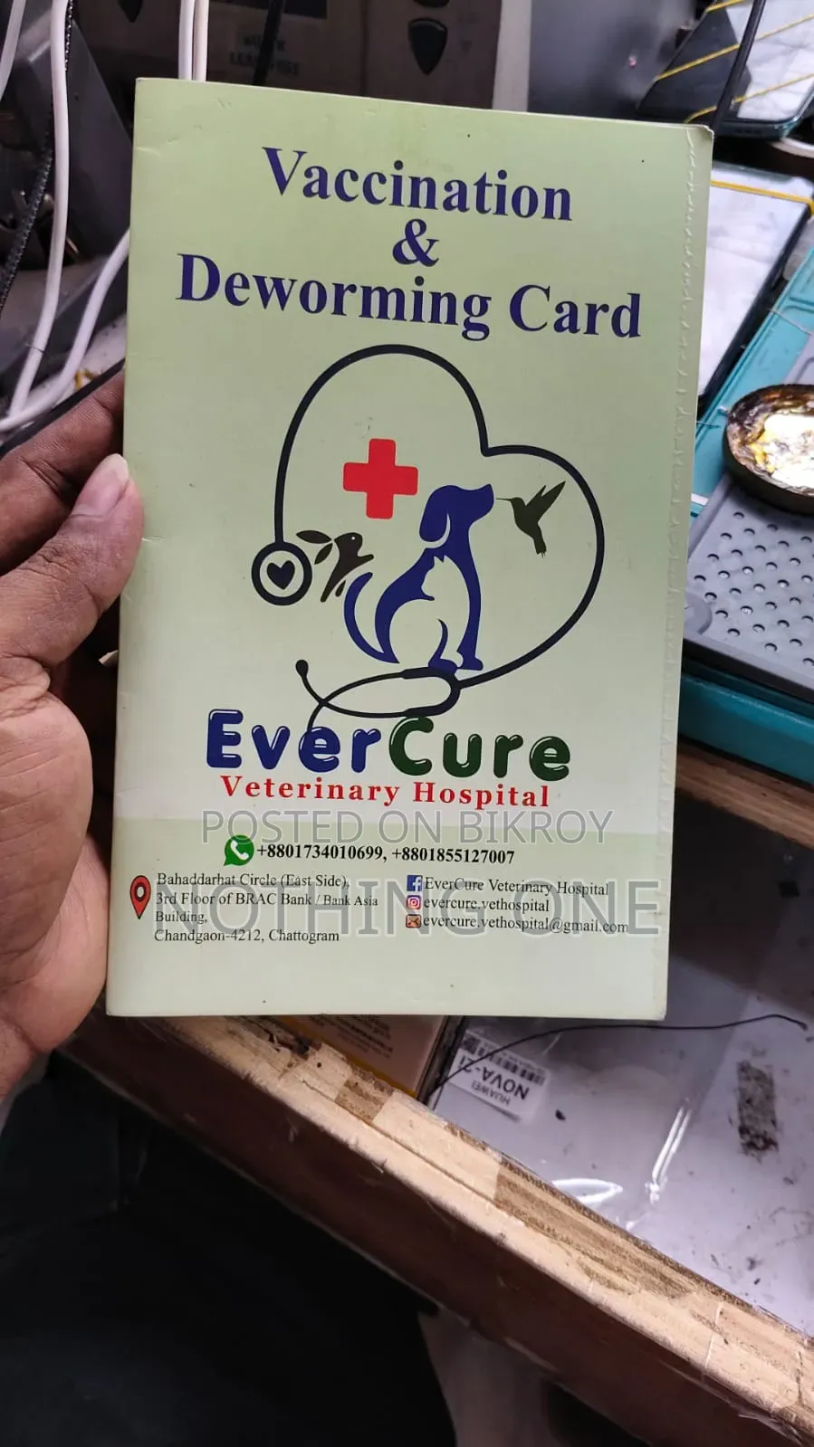 ৬-১২ মাসের মেল পিওরব্রেড পার্সিয়ান