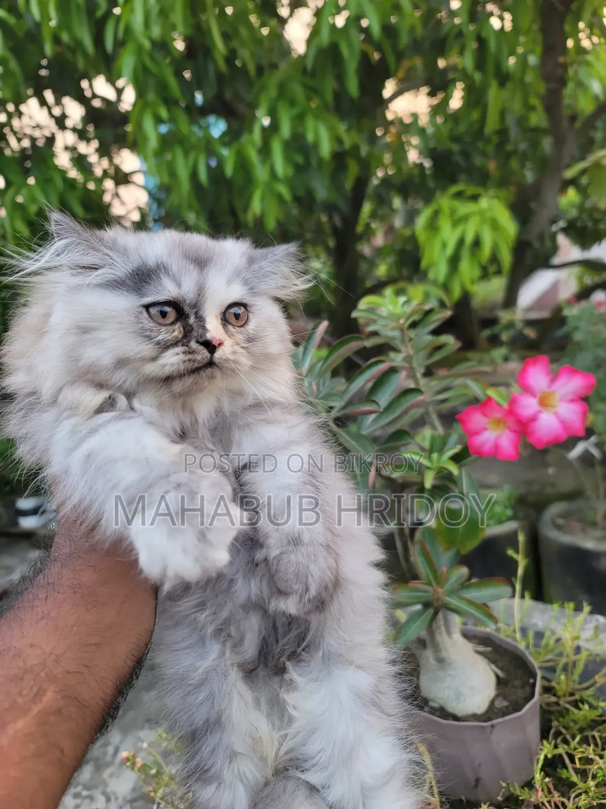 1-3 months Male Purebred Persian