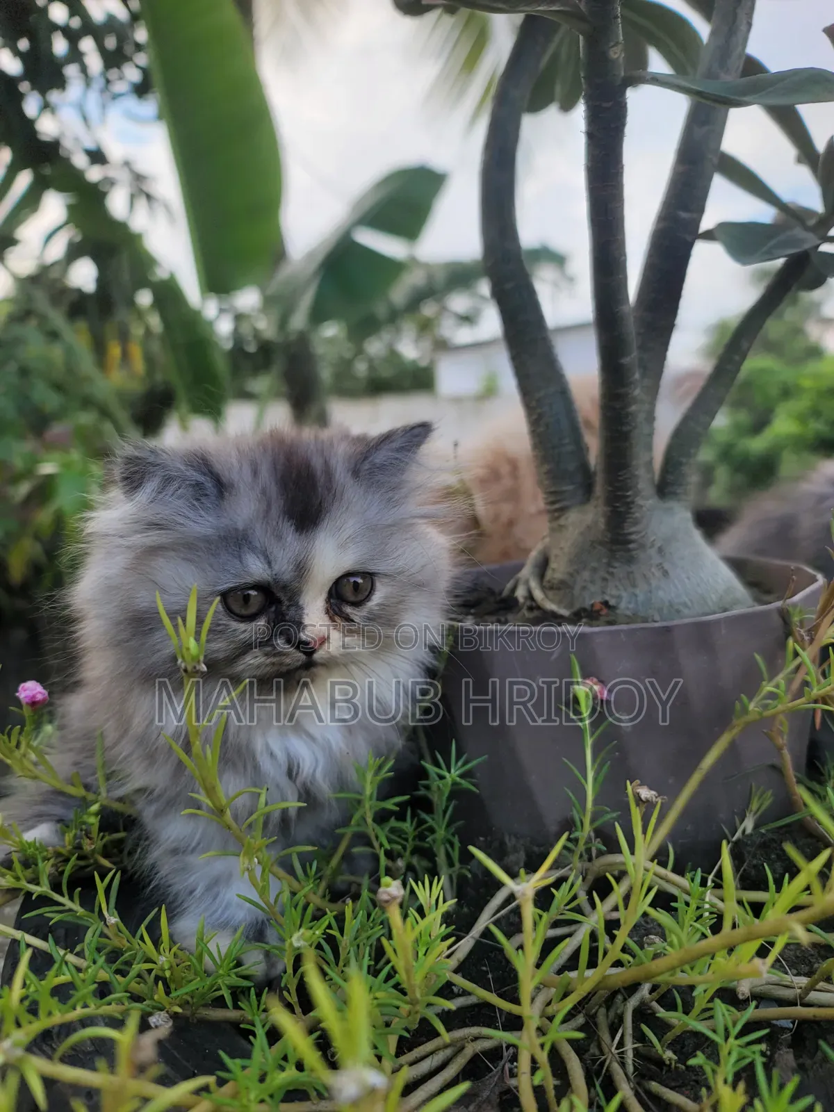 1-3 months Male Purebred Persian