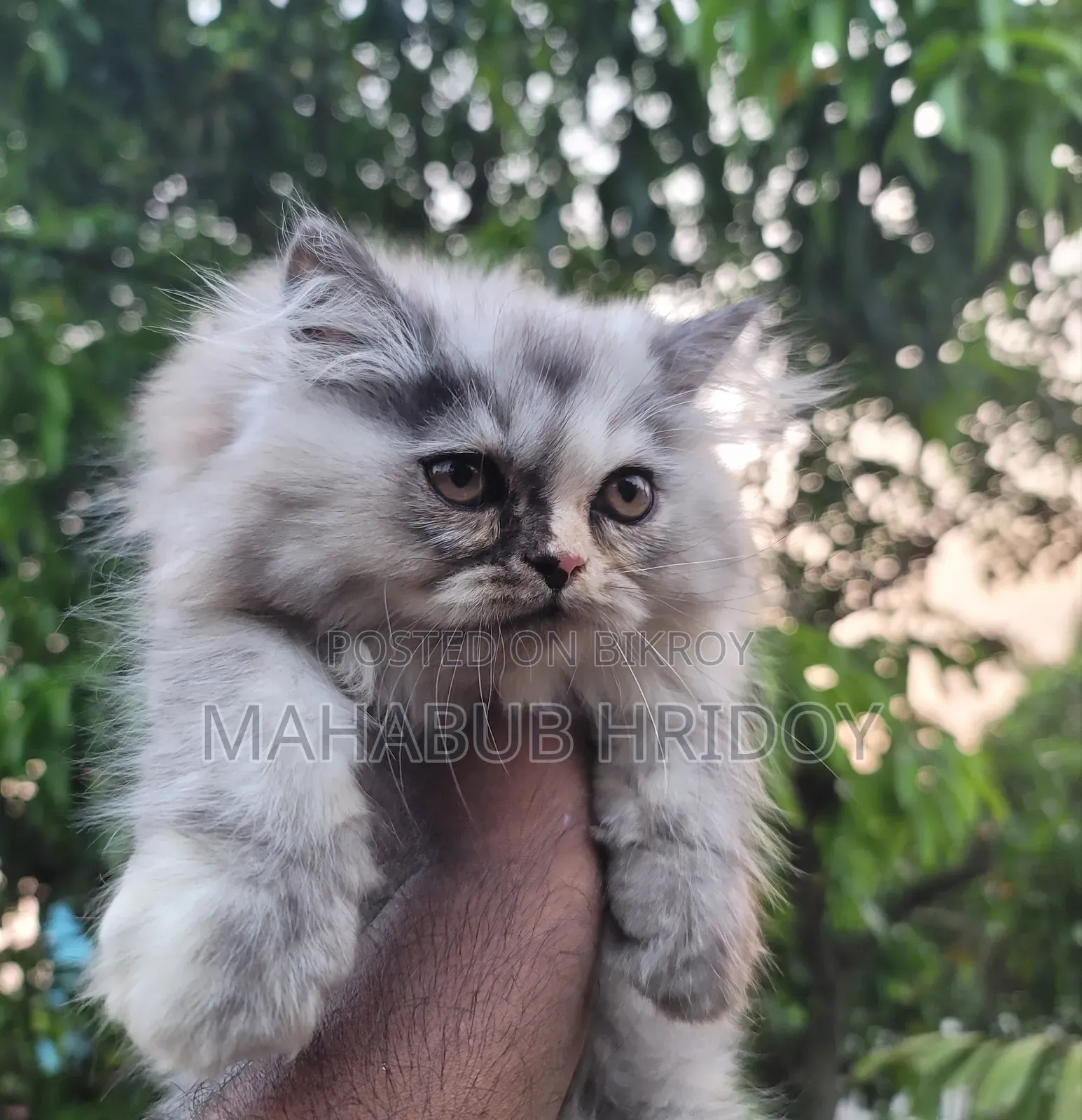 1-3 months Male Purebred Persian