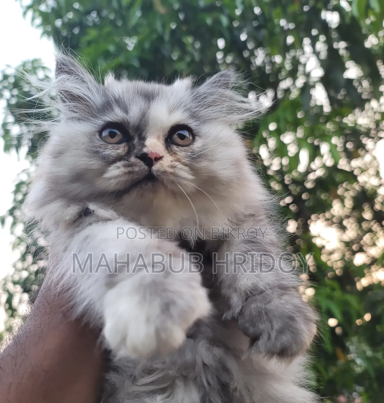 1-3 months Male Purebred Persian