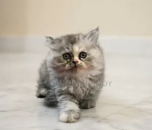 1-3 months Male Purebred Persian