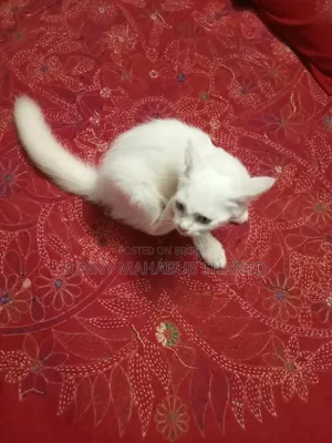 1-3 months Female Mixed Breed Cat