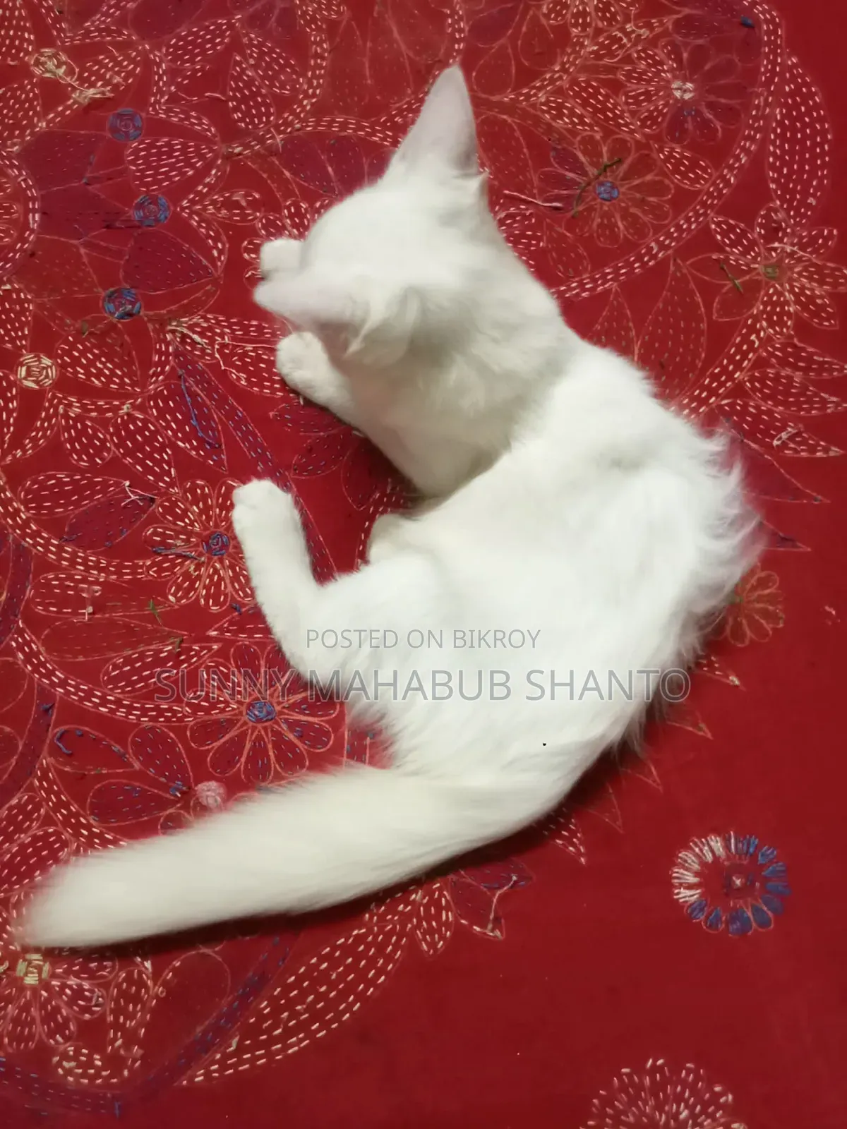 ১-৩ মাসের ফিমেল মিক্সড ব্রিড বিড়াল