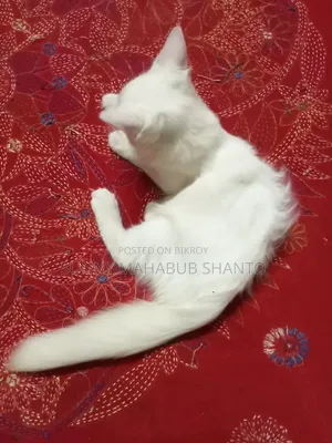 ১-৩ মাসের ফিমেল মিক্সড ব্রিড বিড়াল