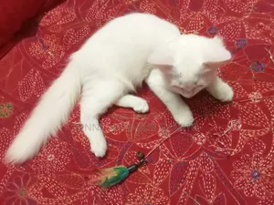 ১-৩ মাসের ফিমেল মিক্সড ব্রিড বিড়াল