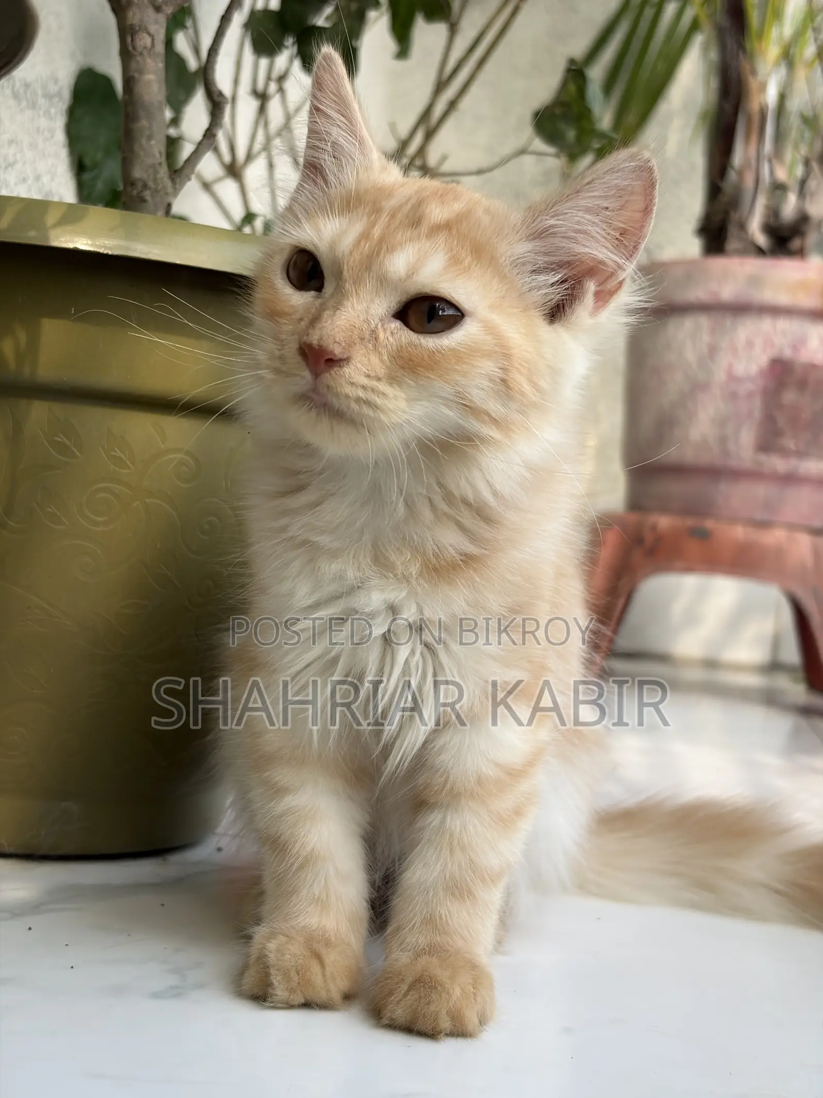 ১-৩ মাস বয়সী মাদি বিশুদ্ধ জাতের পার্সিয়ান