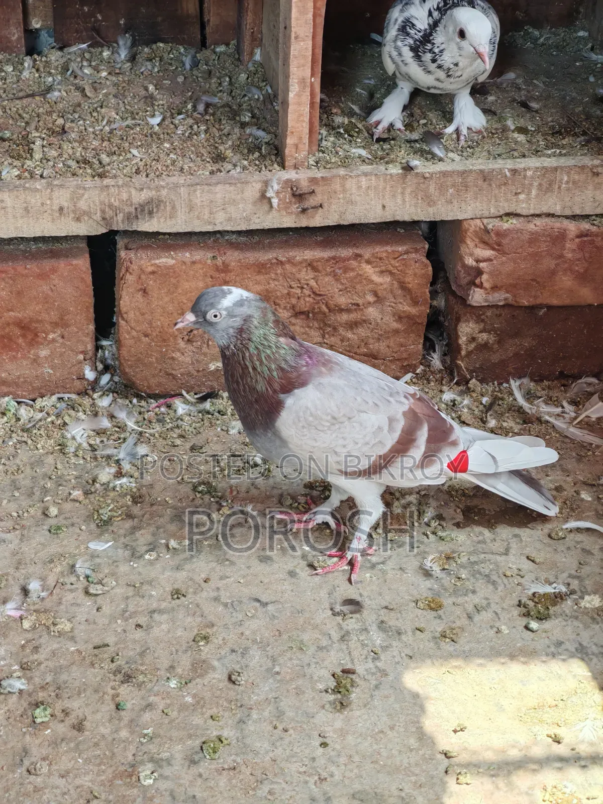 Dhora Pigeon