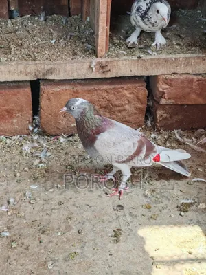 ধরা কবুতর