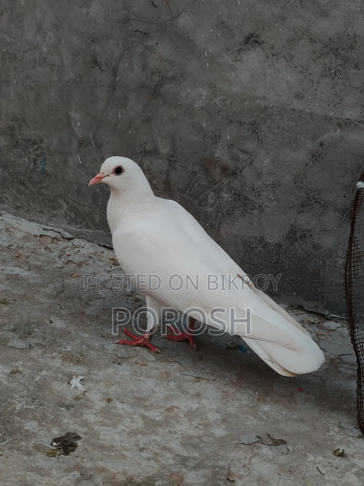 Dhora Pigeon