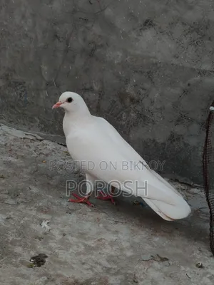 Dhora Pigeon