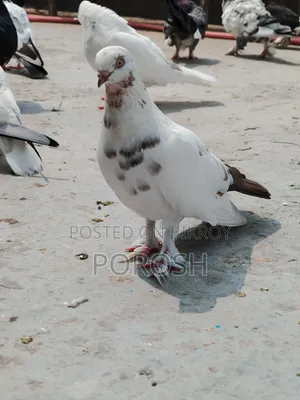 Dhora Pigeon