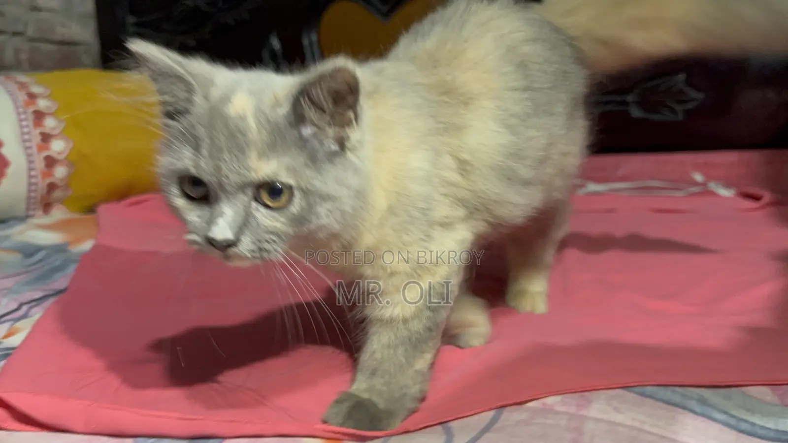 1-3 months Female Mixed Breed Persian Cat