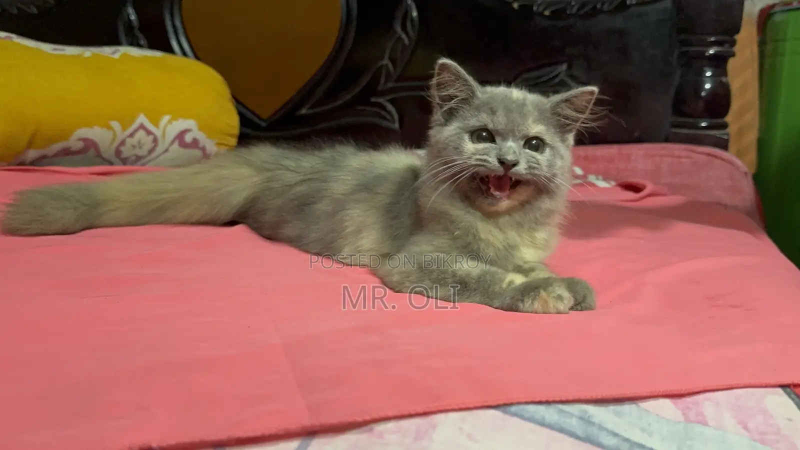 1-3 months Female Mixed Breed Persian Cat