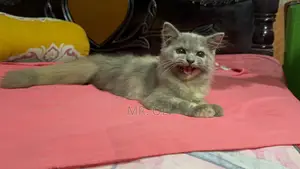 1-3 months Female Mixed Breed Persian Cat