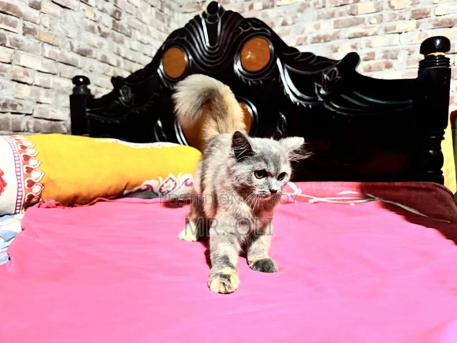 1-3 months Female Mixed Breed Persian Cat