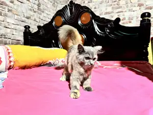 1-3 months Female Mixed Breed Persian Cat