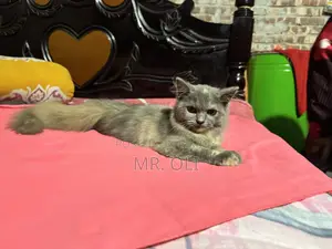 1-3 months Female Mixed Breed Persian Cat