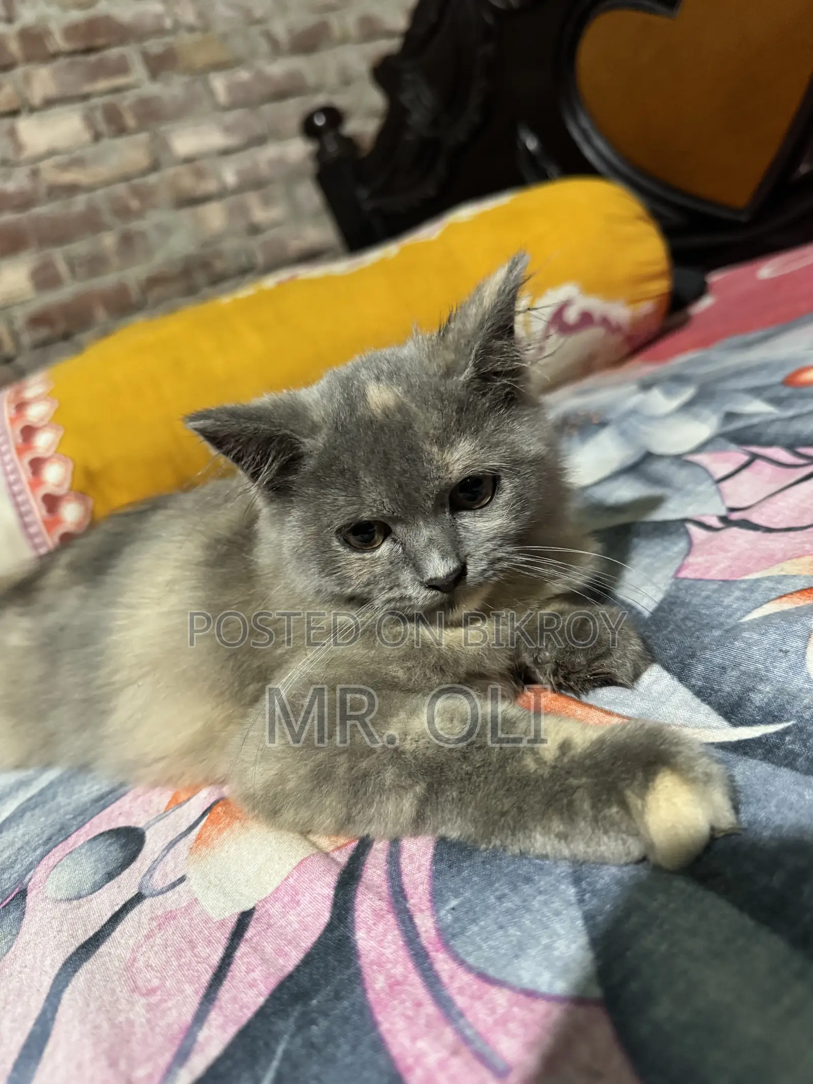 1-3 months Female Mixed Breed Persian Cat
