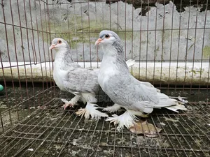 Kabutar & Budgie