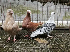 Kabutar & Budgie