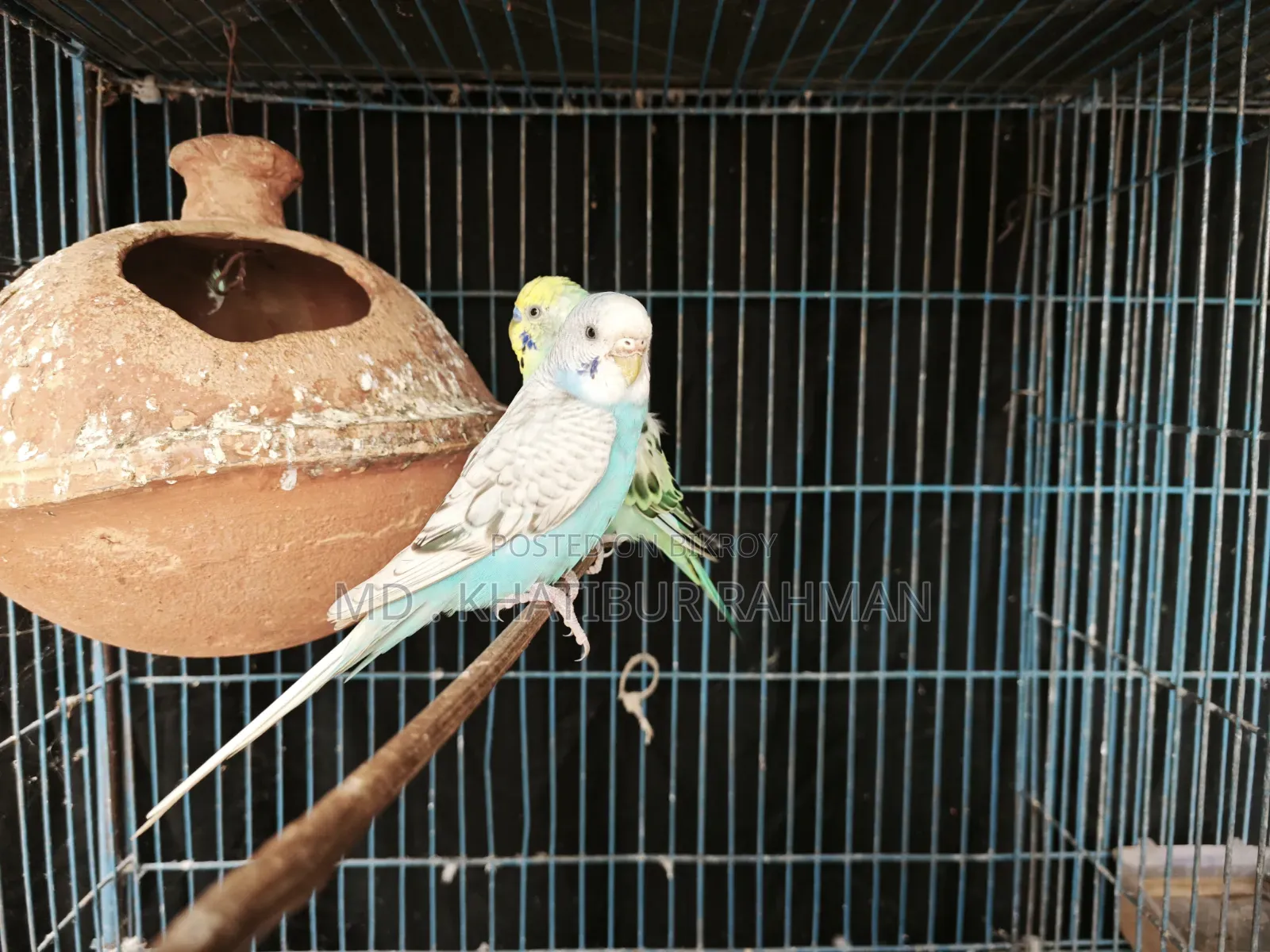 Kabutar & Budgie