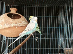 Kabutar & Budgie
