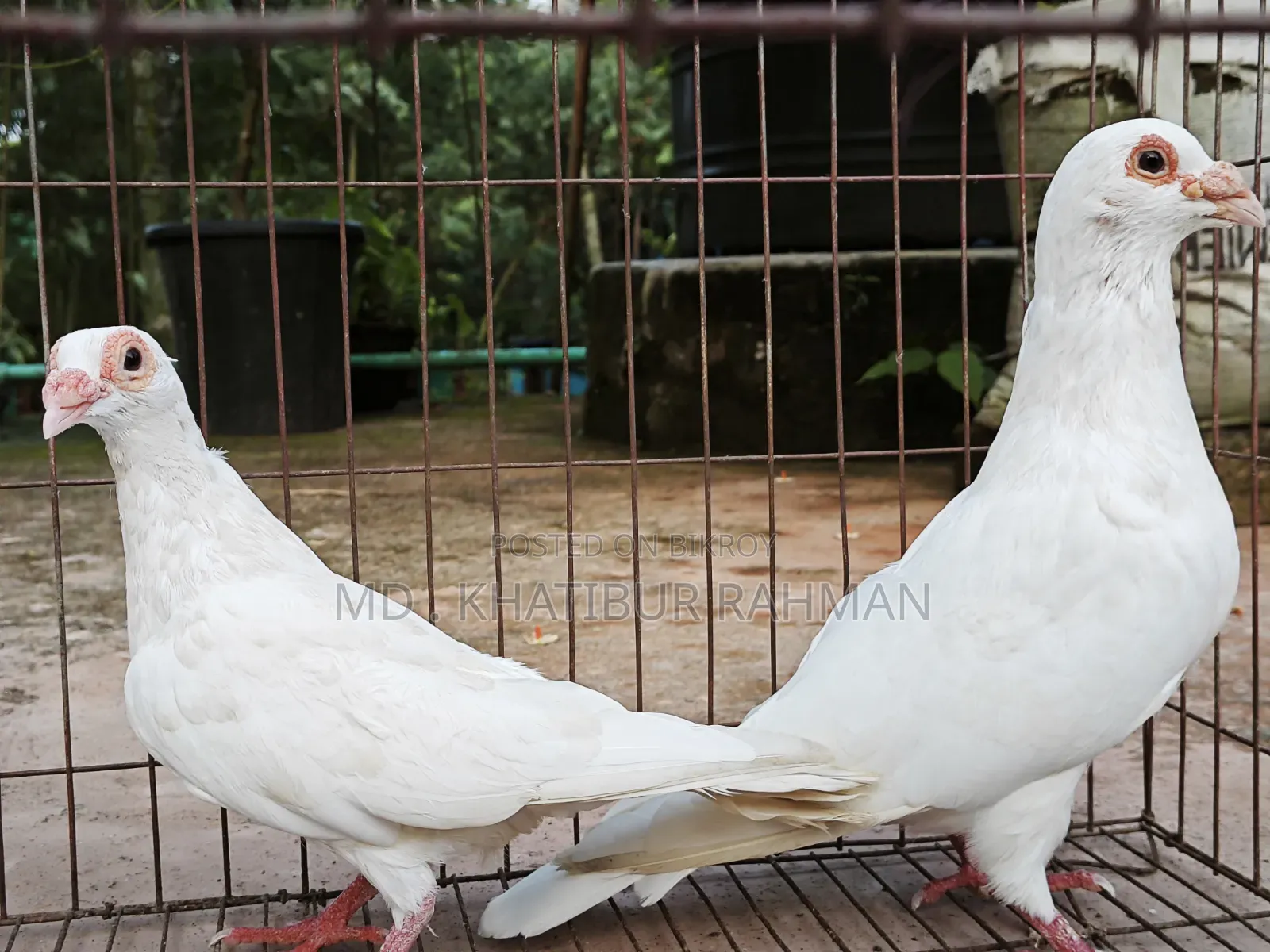 Kabutar & Budgie