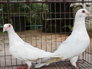 Kabutar & Budgie