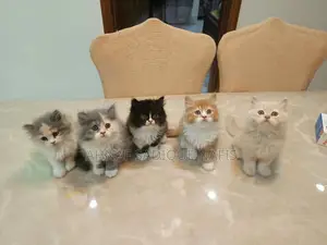 0-1 month Female Purebred Persian