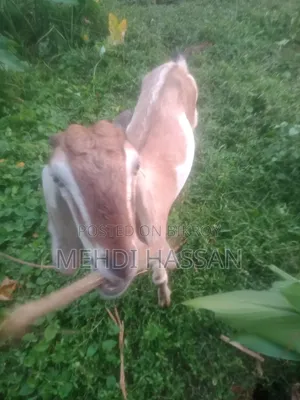 ২৬-২৮ কেজির ছাগল