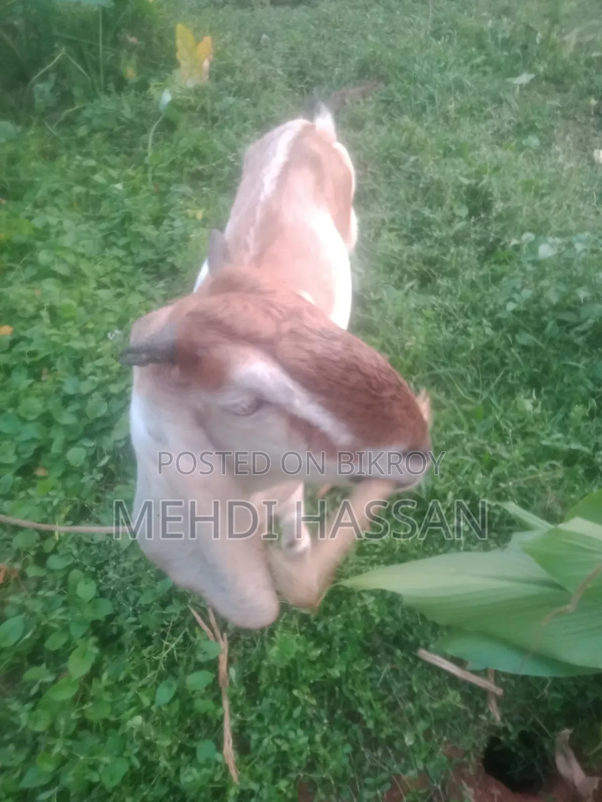 ২৬-২৮ কেজির ছাগল